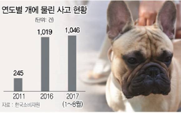 한국소비자원이 발표한 연도별 개에 물린 사고 발생 수예요. 매년 개한테 물린 사고 건수가 늘어나고 있어요. ⓒ 네이버 블로그