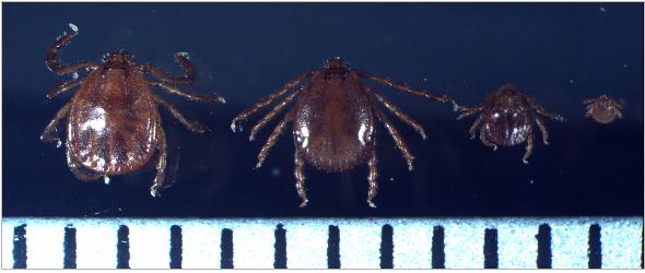SFTS 바이러스를 보유한 작은소피참진드기의 암컷, 수컷, 약충, 유충 순서(눈금한칸: 1mm). ⓒ 질병관리본부