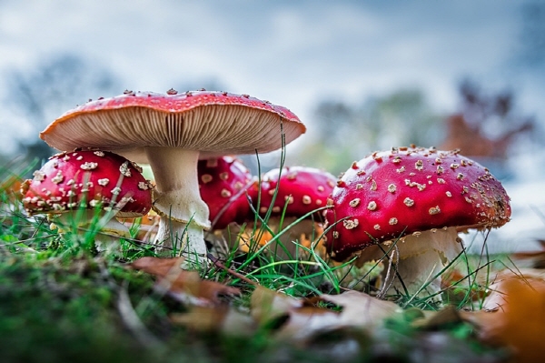 가을 야생버섯은 대부분 식용이 아닌 독버섯인 경우가 많다. ⓒ 네이버 블로그