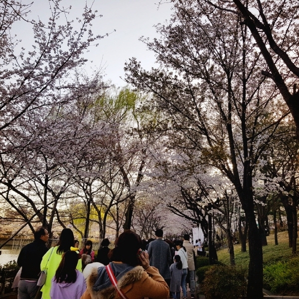 벚꽃터널을 거니는 시민들의 모습이에요. ⓒ 송창진 수습기자