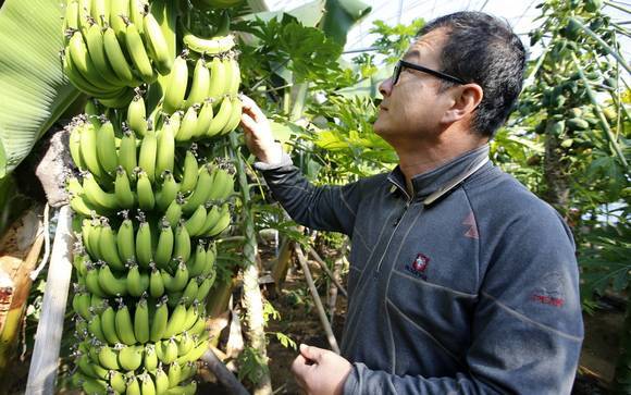 안면읍 창기리 '오행팜연수원'에서 재배하고 있는 바나나 모습이에요. ⓒ 태안군