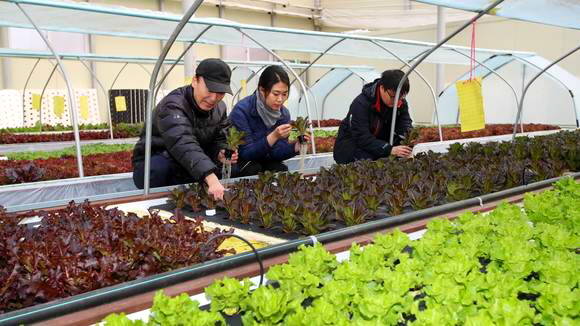태안읍 남산리 서유채농장에서 채소를 재배하는 모습이예요. ⓒ 태안군청