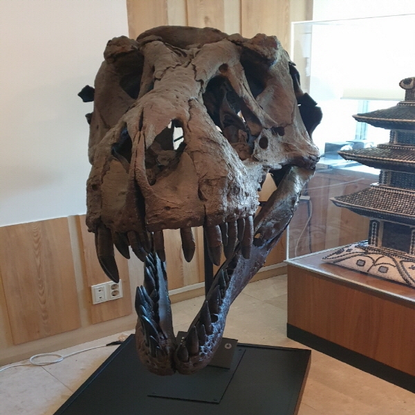 무시무시한 이빨이 그대로 남아 있는 공룡머리 화석이에요. ⓒ 김종현 수습기자