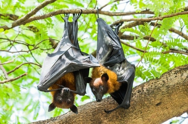 중국발 전염병의 원인은 대다수가 박쥐였다. ⓒ 아이클릭아트