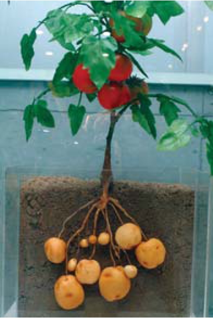 감자와 토마토랑 융합한 포마토예요. ⓒ 중학교 2학년 기술 · 가정  교과서(천재교육)