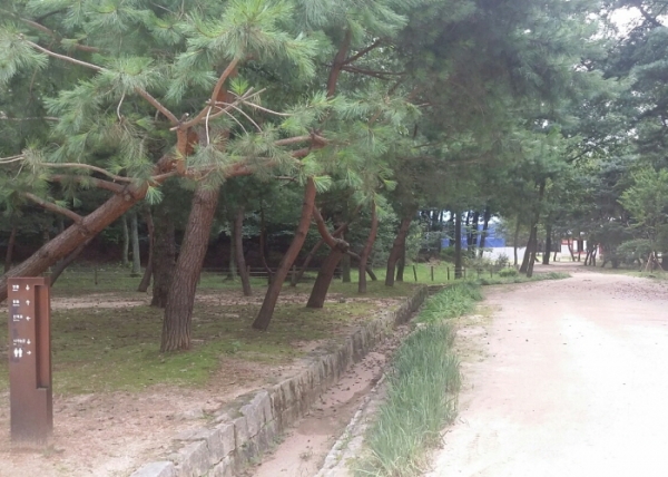 헌릉으로 가는 길에 소나무가 우거져 있어요. ⓒ 송인호 수습기자