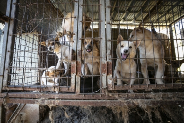 동물보호단체 휴메인 소사이어티 인터내셔널이 17번째 식용견 농장을 폐쇄하고 식용견 인식 조사 결과를 발표했다.