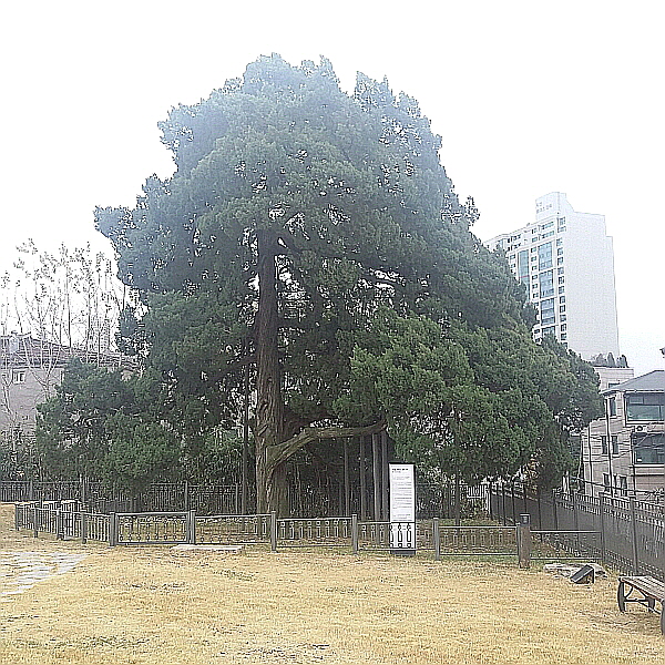 500살이된 향나무예요. ⓒ 송인호 수습기자