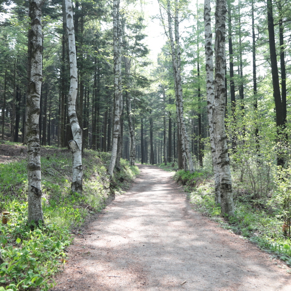 국가 숲길로 지정된 대관령숲길. ⓒ 산림청