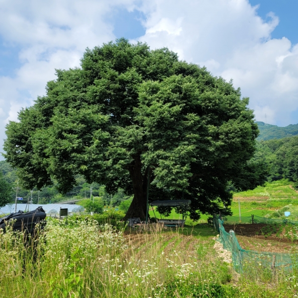 보호수로 지정된 느티나무예요. ⓒ 김민진 기자