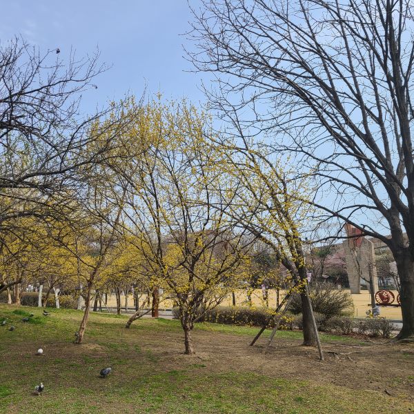 공원 화단에 노란 산수유가 피어 있다. ⓒ 송인호 수습기자