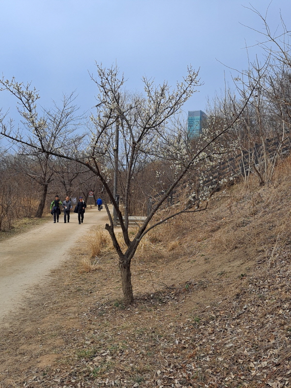 벚꽃을 보며 산책을 하는 사람들. ⓒ 송인호 기자