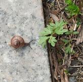 길가에서 달팽이를 봤어요