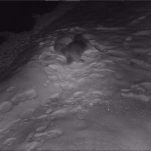 [쉬운말뉴스] 눈밭에서 장난치는 수달 등 멸종위기종 카메라에 찍혀
