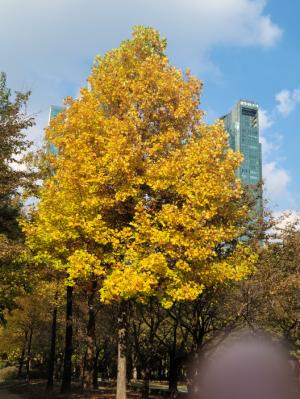 [포토] “서울숲 단풍 색깔이 예뻐요”